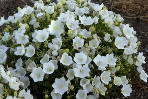 Campanula Carpatica 'Rapido White'